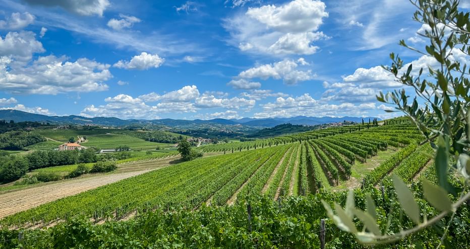 Panoramablick auf grüne Weinbergreihen im Friaul mit sanften Hügeln und Bergen unter blauem Himmel mit weißen Wolken.