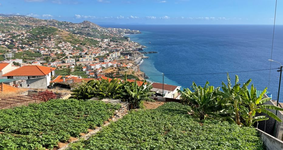 View over tea fields to Funchal