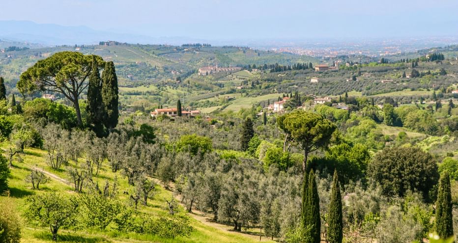 Rolling Tuscan hills with cypress trees, olive groves, and scattered farmhouses under a blue sky between Pisa and Florence.