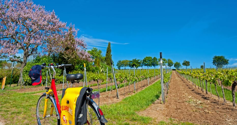 A bicycle among vines and flowering trees