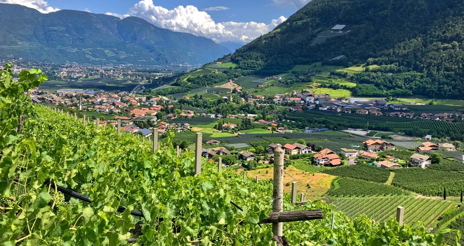 View of the Merano basin with its vineyards and wooded mountains