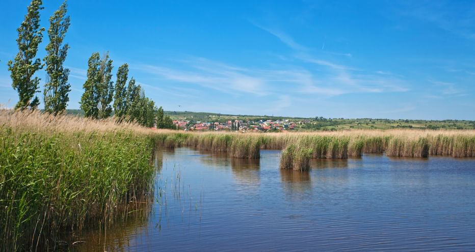 Reed belt on Lake Neusiedlersee