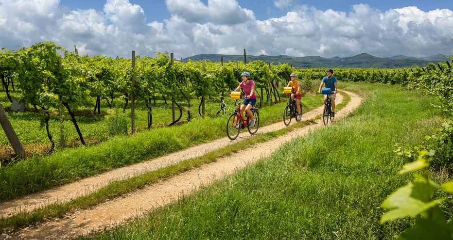 Radweg durch Weinreben