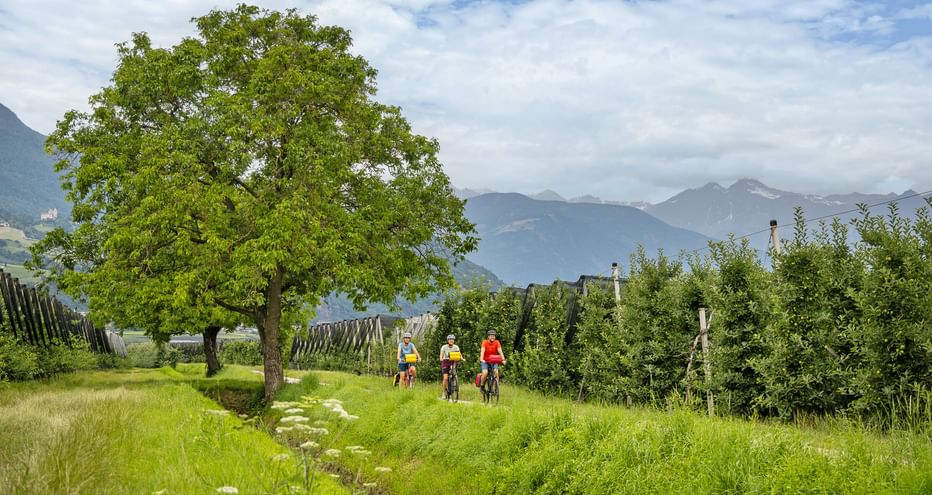 Three cyclists riding through green meadow with large tree and apple orchards. Mountain range visible in background under cloudy sky near Brixen.
