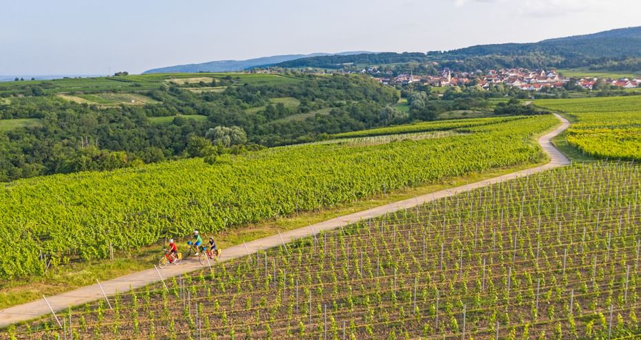 Drei Radfahrer auf einem Feldweg durch grüne Weinberge bei Leistadt. Hügelige Landschaft und ein Dorf im Hintergrund.
