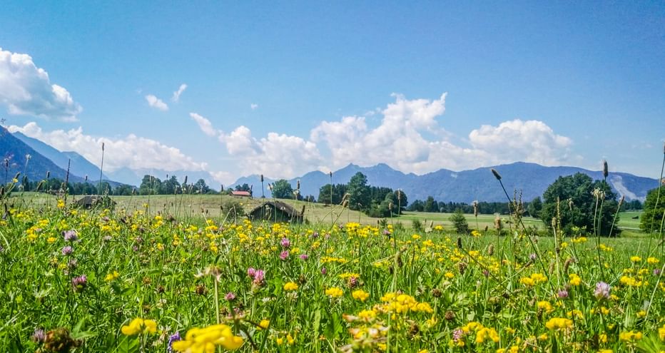 Bunte Wildblumenwiese mit gelben und rosa Blüten im Allgäu. Grüne Felder und Bergketten unter blauem Himmel mit Wolken sichtbar.