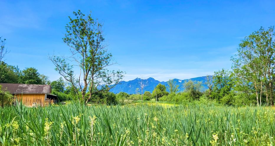 Green wetland meadow with tall grasses and yellow flowers in Murnauer Moos. Wooden barn on left, trees and blue mountains under clear sky.