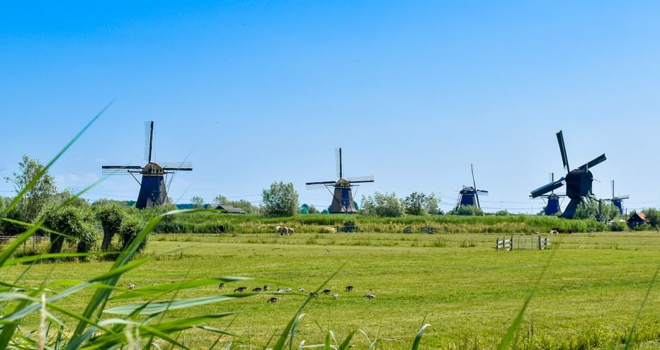 Fünf traditionelle niederländische Windmühlen stehen in einer Reihe über grünen Wiesen in Kinderdijk unter blauem Himmel.