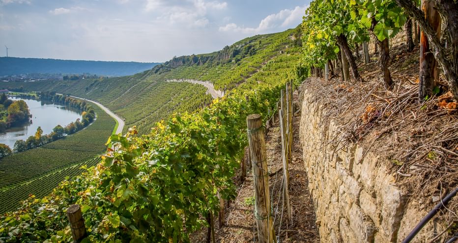 Hessigheim Weinhügel