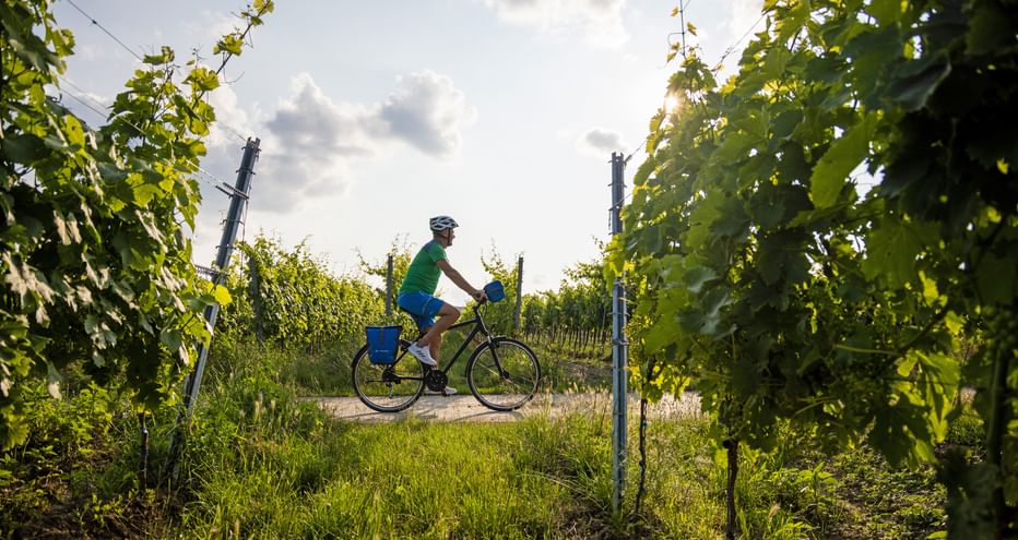 Radfahrer zwischen Weinreben in der Abendstimmung