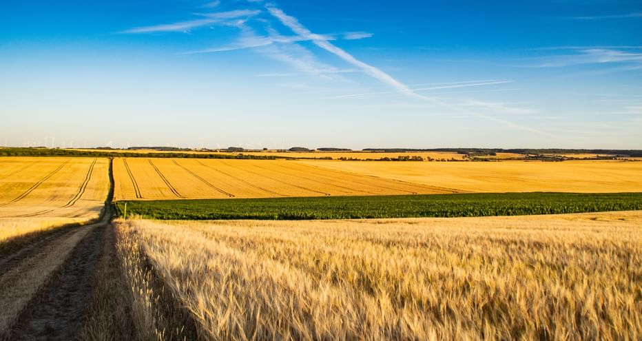 Wheat fields in the Thuringian Basin