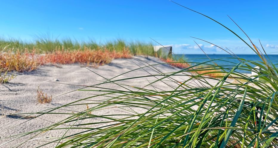 Strandgras an der Nordseeküste