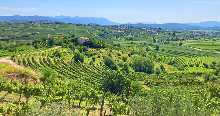 Panoramic view over vineyards and rolling hills to Collio