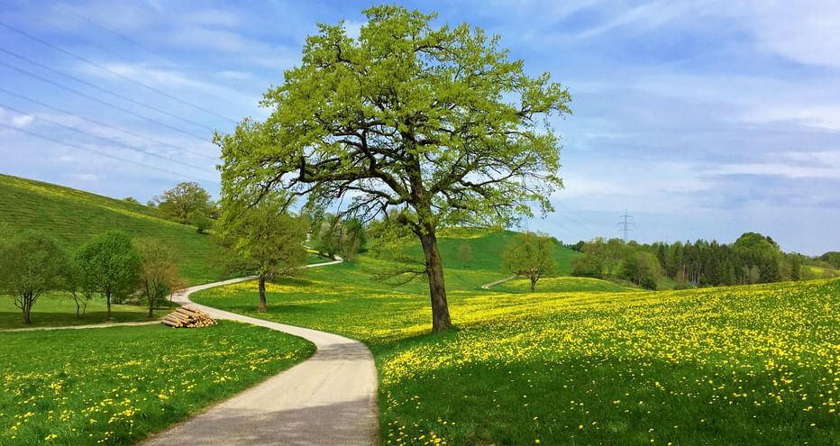 Radweg zwischen blühenden Wiesen und einzelnen Bäumen nähe des Starnberger Sees