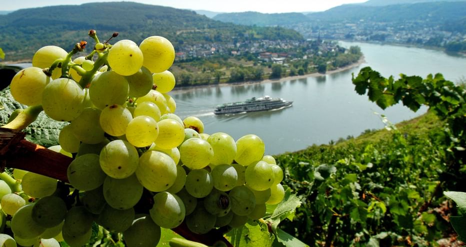 Weintrauben und Weinreben, im Hintergrund das Rheintal mit einem Schiff auf dem Rhein
