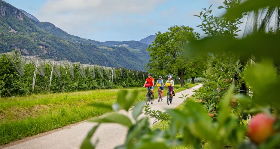 Drei Radfahrer auf einem asphaltierten Weg durch Apfelplantagen mit Bergen im Hintergrund. Reife Äpfel im Vordergrund sichtbar.