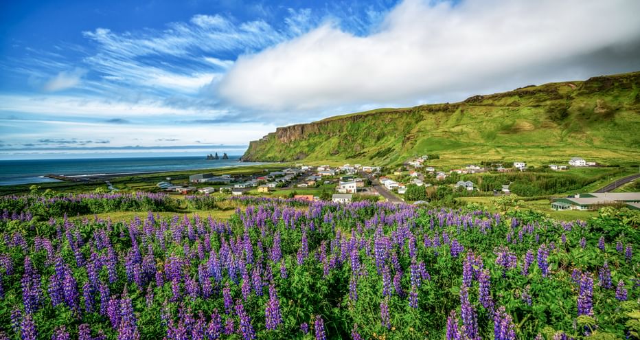 Lila Lupinen im Vordergrund mit Küstendorf, grünen Klippen und Meer unter blauem Himmel auf den Azoren.