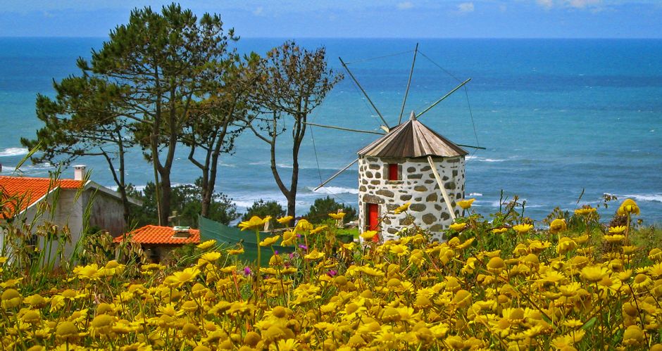 View over a sea of yellow flowers to a typical windmill by the sea