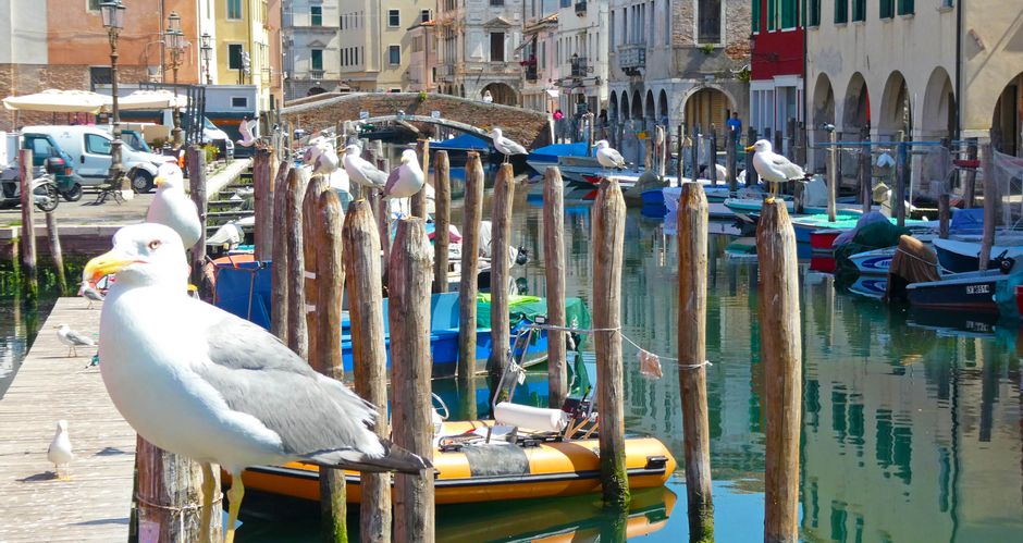 Möwen bei Kanal in Chioggia, "Klein Venedig"