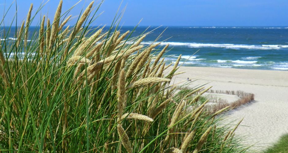 Blick auf den Strand von Sylt mit Strandhafer im Vordergrund