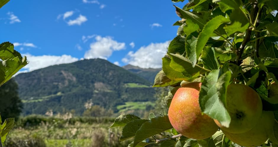 Ripe apples hanging on a tree with green leaves in Prad. Mountains and blue sky with white clouds visible in the background.