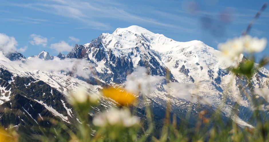 Schneebedecktes Mont Blanc Massiv mit Gletschern unter blauem Himmel, weiße und gelbe Wildblumen im Vordergrund, grüne Wiese am Bergfuß.