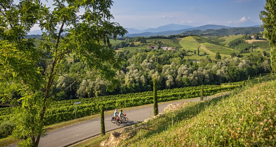 Two cyclists on a paved road winding through green vineyards in the Collio wine region, with rolling hills and mountains in the background.