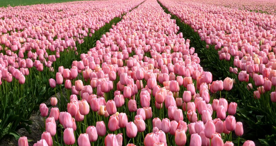 Pink tulip fields