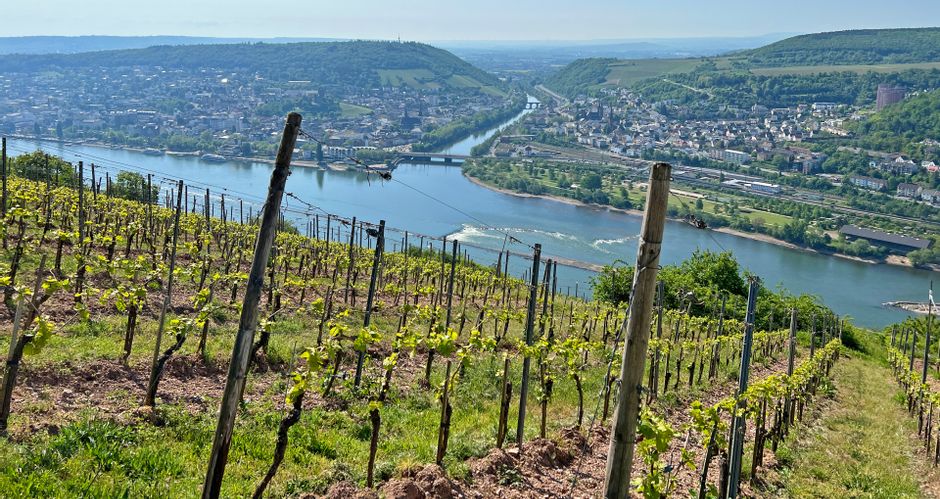 Panoramablick über Weinberge und auf die Mündung der Nahe in den Rhein in Bingen