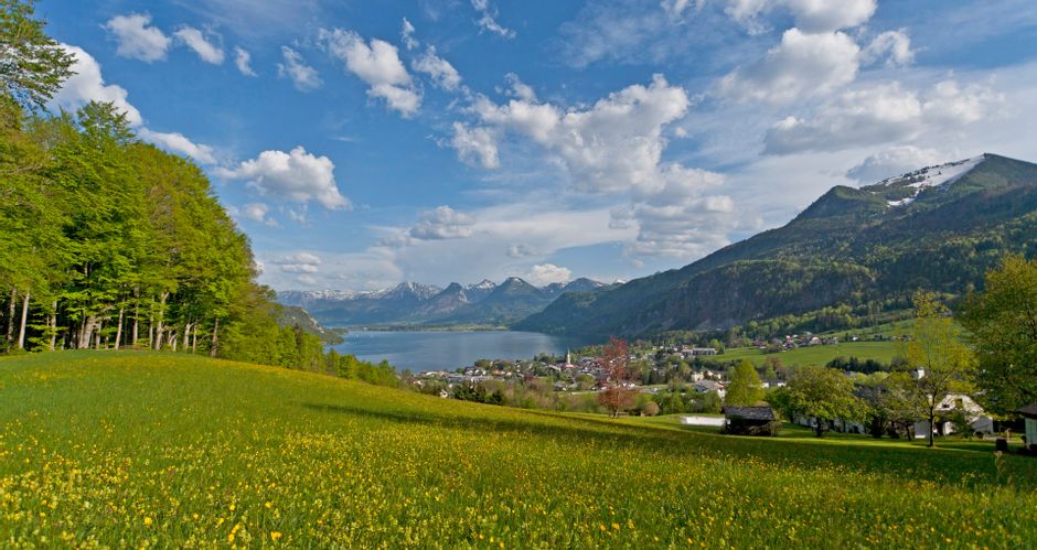 Blick über Blumenwiesen zum Wolfgangsee mit Bergpanorama im Hintergrund