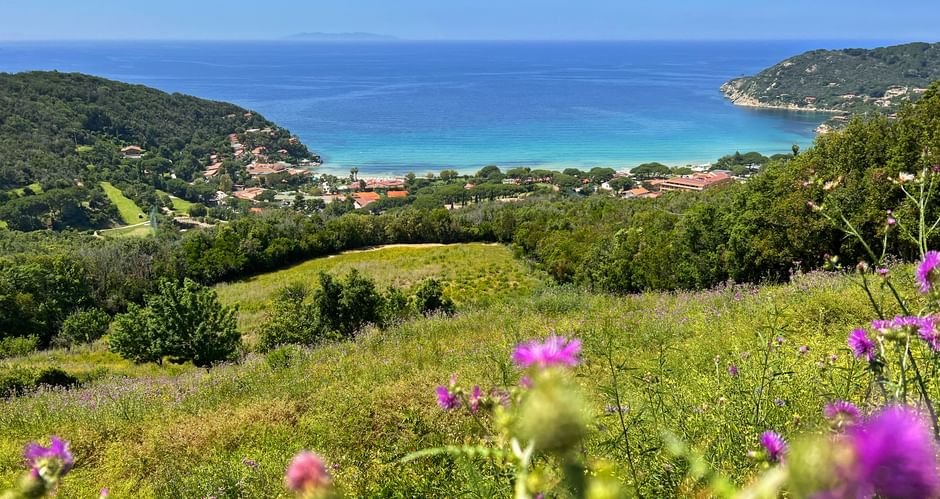 View from green hills with pink wildflowers overlooking a turquoise bay near Piombino and Elba. Coastal village and forested hills frame the bay.