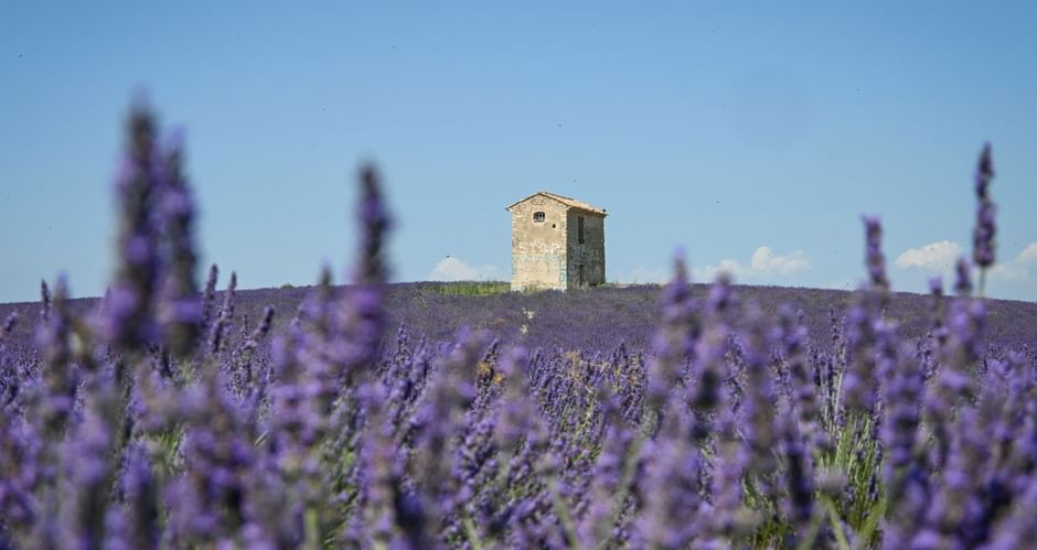 Steingebäude auf einem Hügel, umgeben von blühenden lila Lavendelfeldern unter klarem blauen Himmel in Südfrankreich.