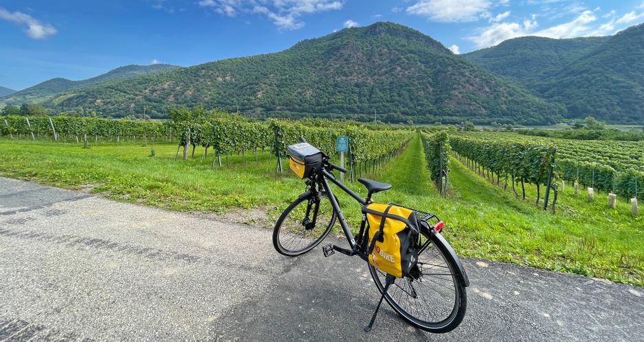 A bike stands in front of many vines, wooded hills in the background