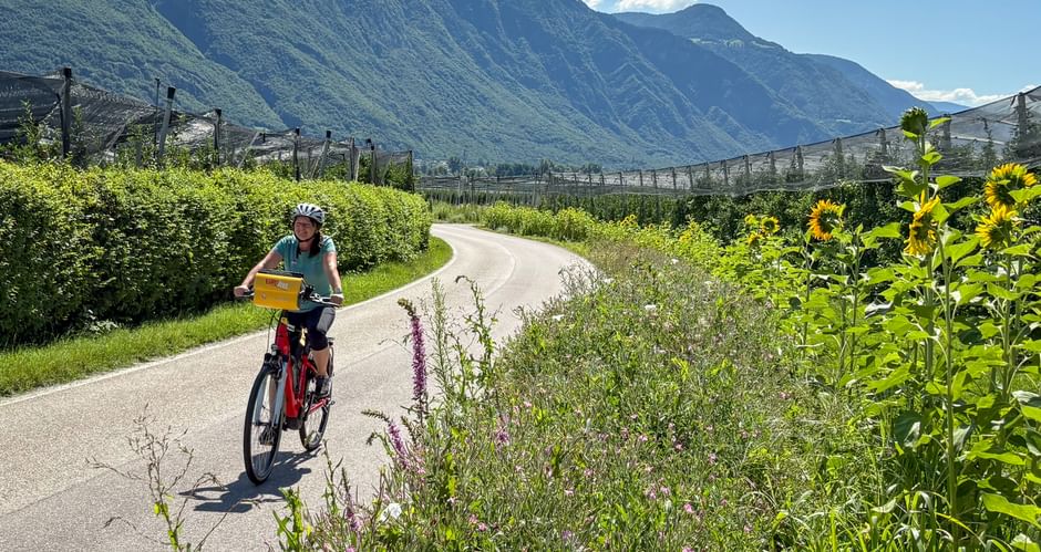 Female cyclist on paved path through apple orchards with sunflowers. Mountains rise in background under blue sky near Meran.