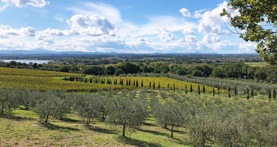 Panoramablick auf Olivenbäume