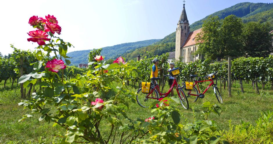 Cycle break of two cyclists between vines, in the foreground a pink blossoming rose bush, in the background the church of Schwallenbach