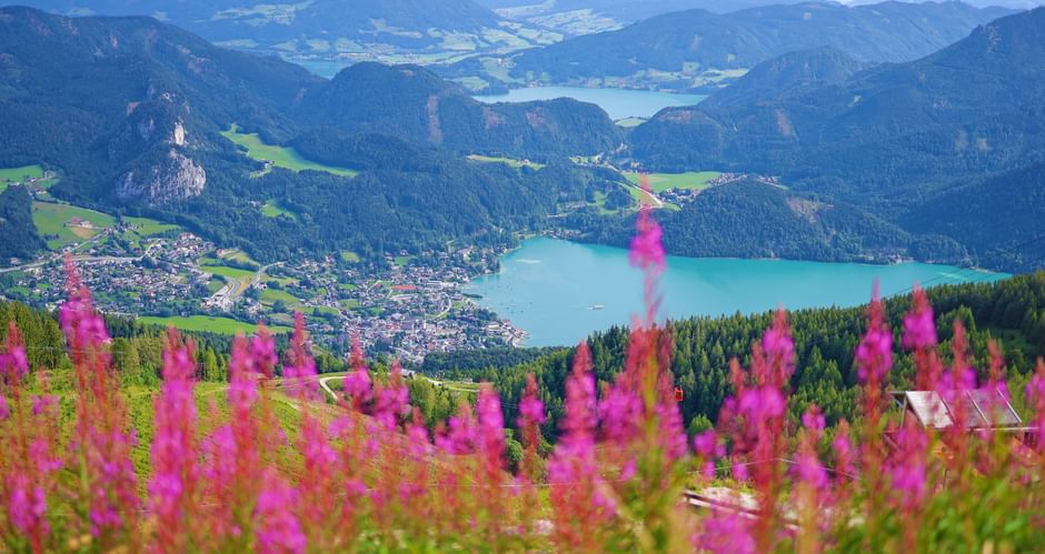 Bergblumen mit Ausblick auf den See
