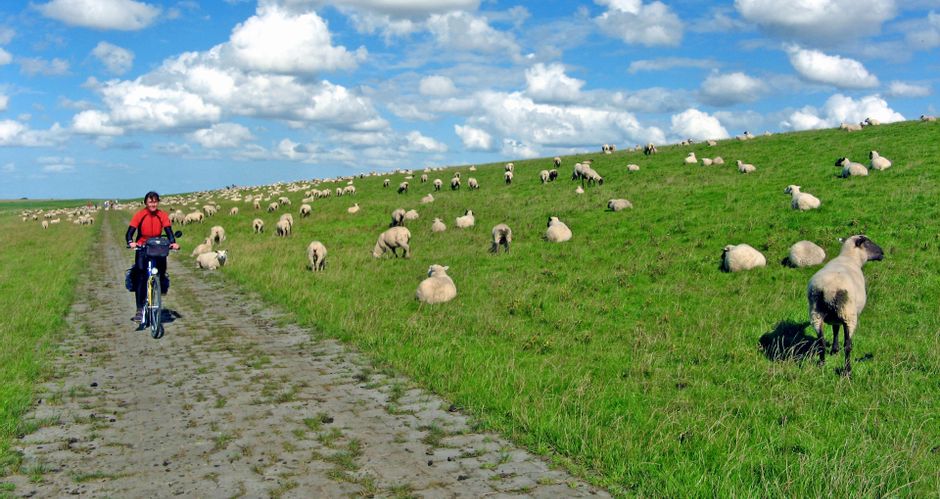 A cyclist rides along the dyke with a flock of sheep around the cycle path