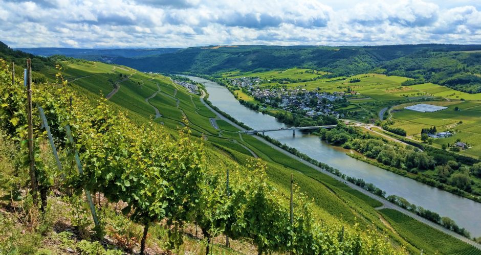 View over vineyards to the Moselle