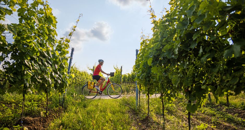 Cyclist among vineyards in the evening atmosphere