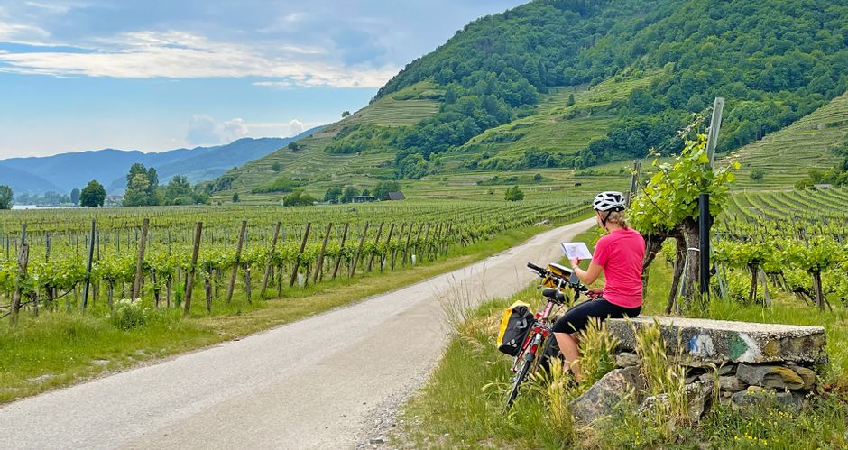 Eine Radfahrerin macht eine Pause neben dem gut ausgebauten Radweg in den Weinbergen der Wachau und studiert dabei auf einer Karte den weiteren Tourenverlauf