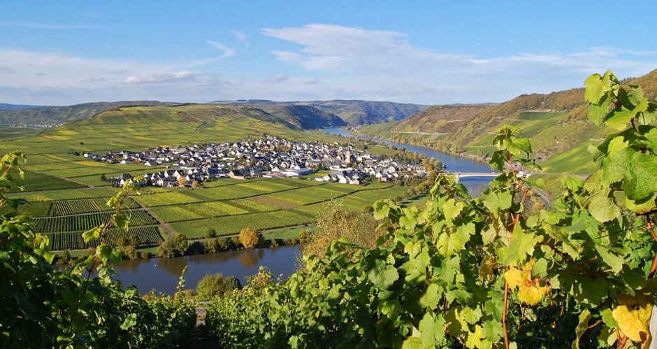 View over vineyards to Trittenheim on the Moselle
