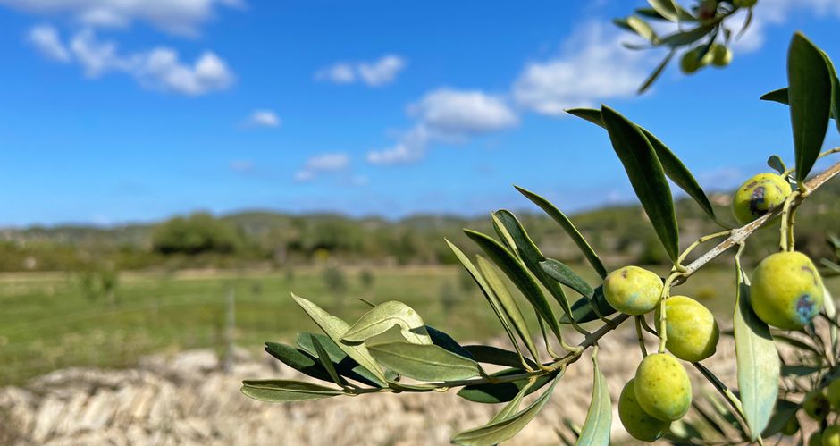 Olivenbaum bei Porto Cristo