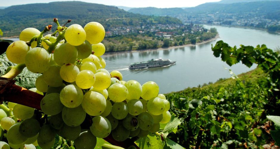 Weintrauben und Weinreben, im Hintergrund das Rheintal mit einem Schiff auf dem Rhein