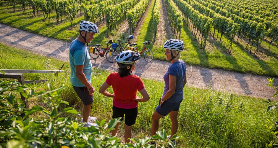Cycle break in the vineyards