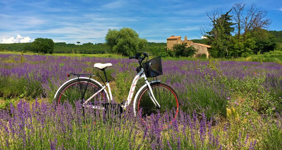 A bicycle stands in the middle of lavender fields, in the background an old stone farmhouse